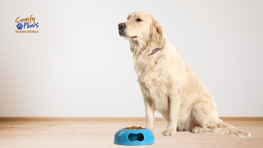 unhappy dog with bowl of food