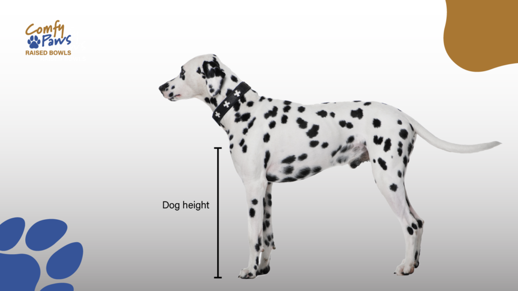 how to measure dog for the correct height dog bowls