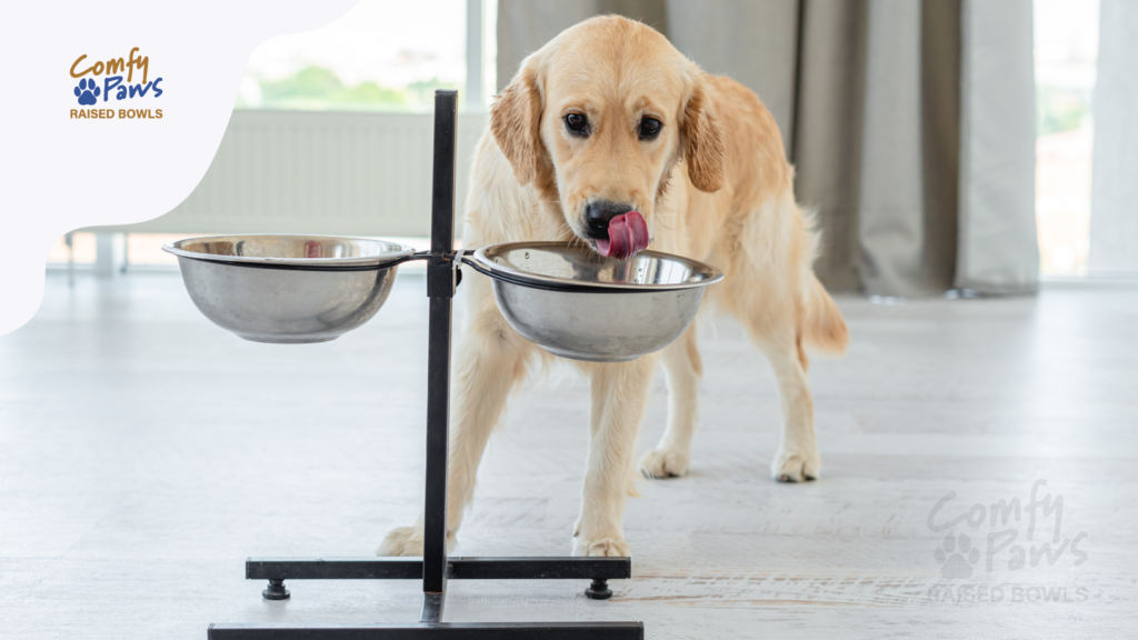 Dog eating from an elevated dog feeder