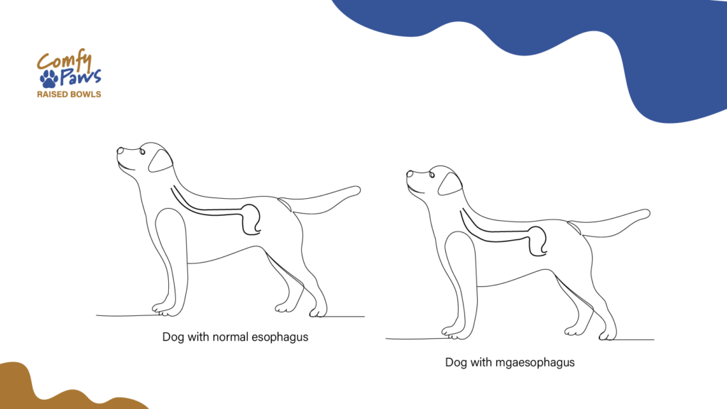 illustration about Megaesophagus