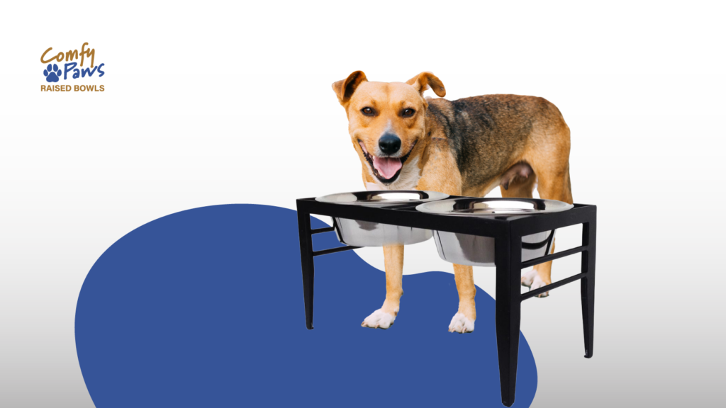 dog standing by raised pet bowls