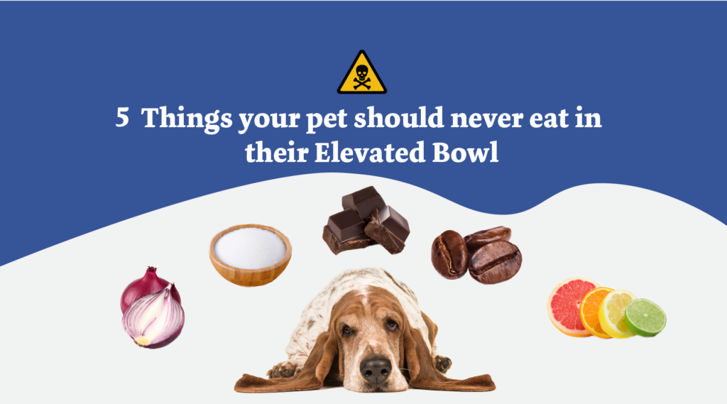 5 Things Your Pet Should Never Eat in Their Elevated Bowl