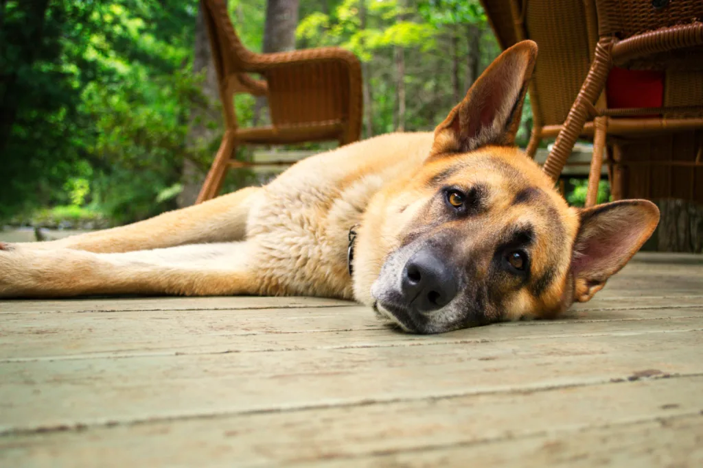 german shepherd dog lying down