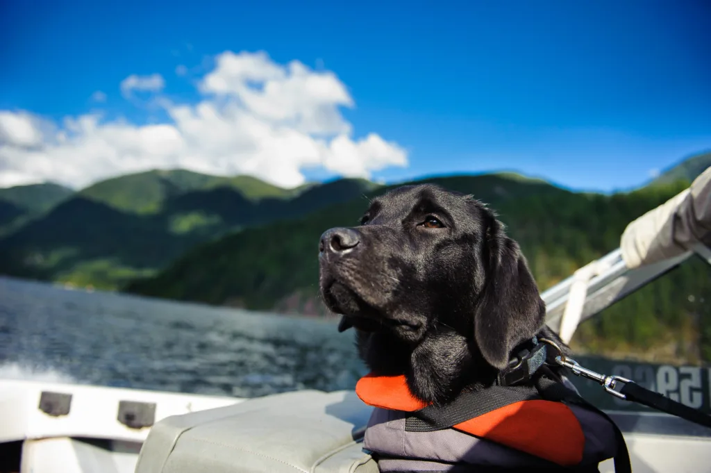 Black lab dog