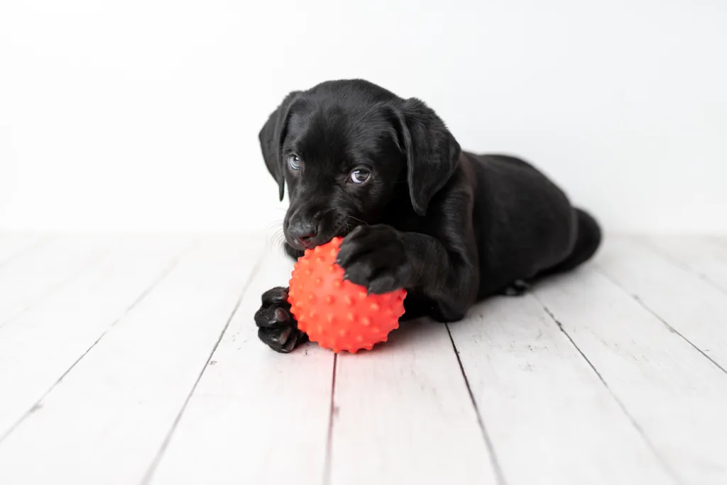 cute dog playing with ball