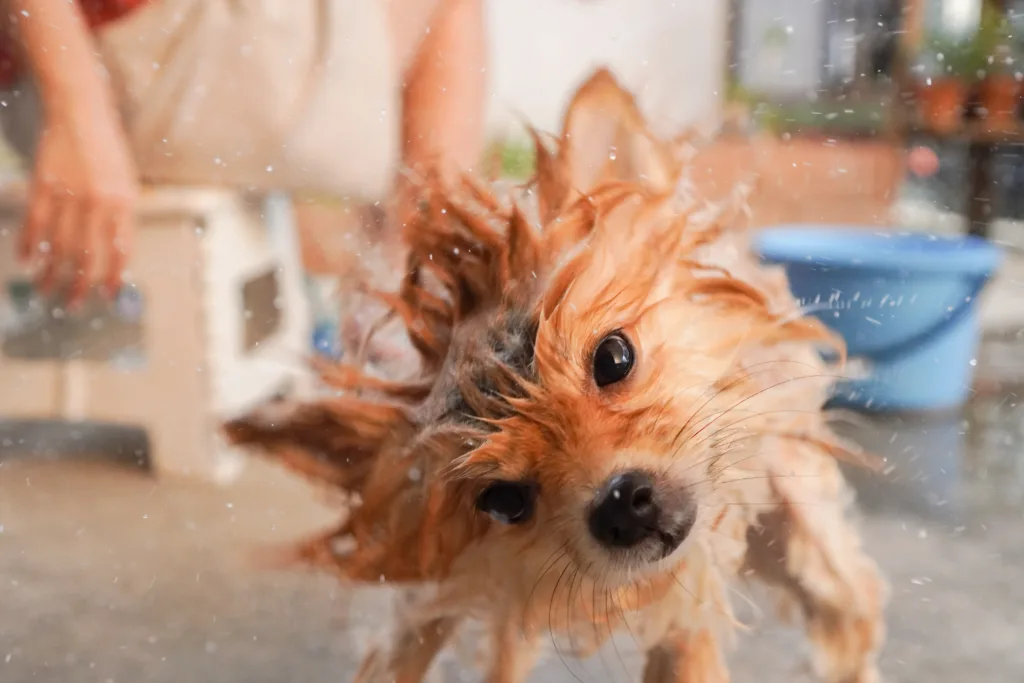 wet dog making a mess