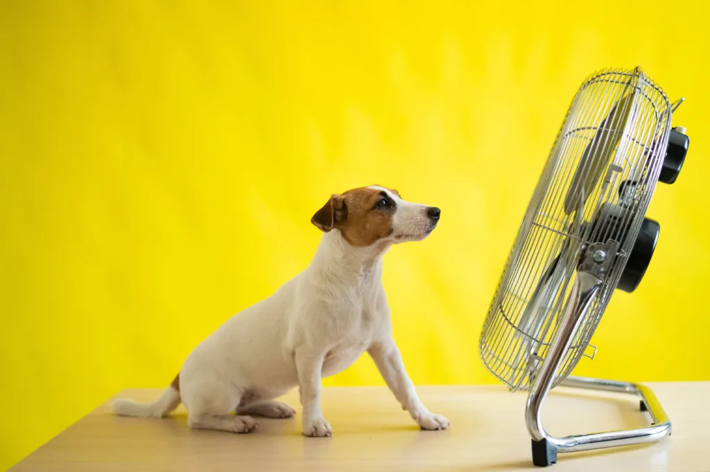 dog in front of fan