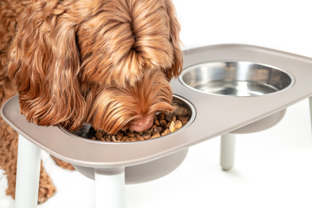 cute dog eating from elevated bowls