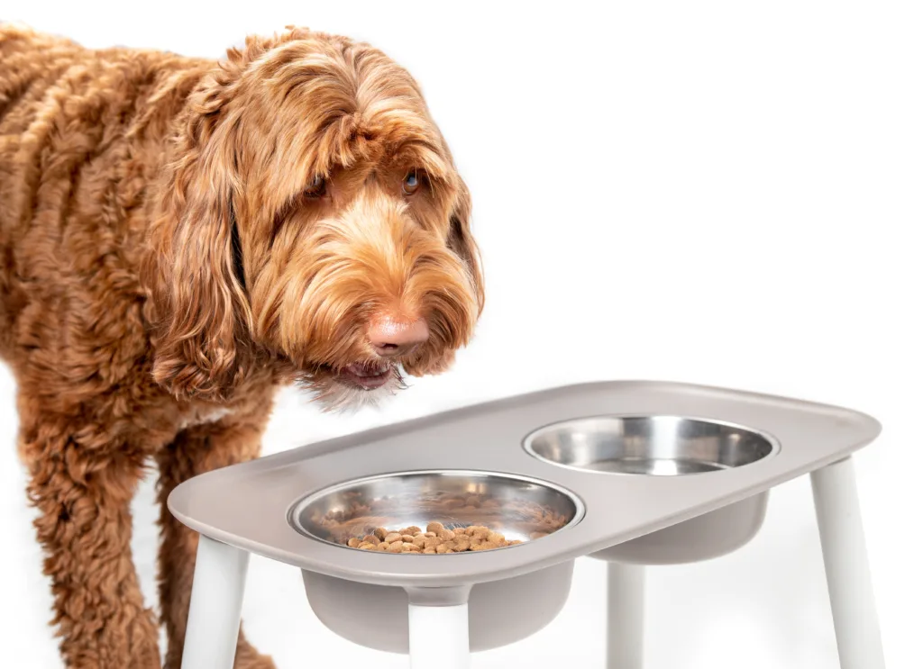 dog eating from elevated dog bowl