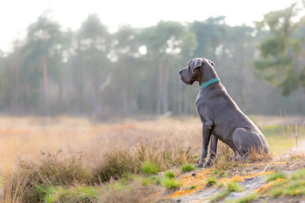 great dane dog