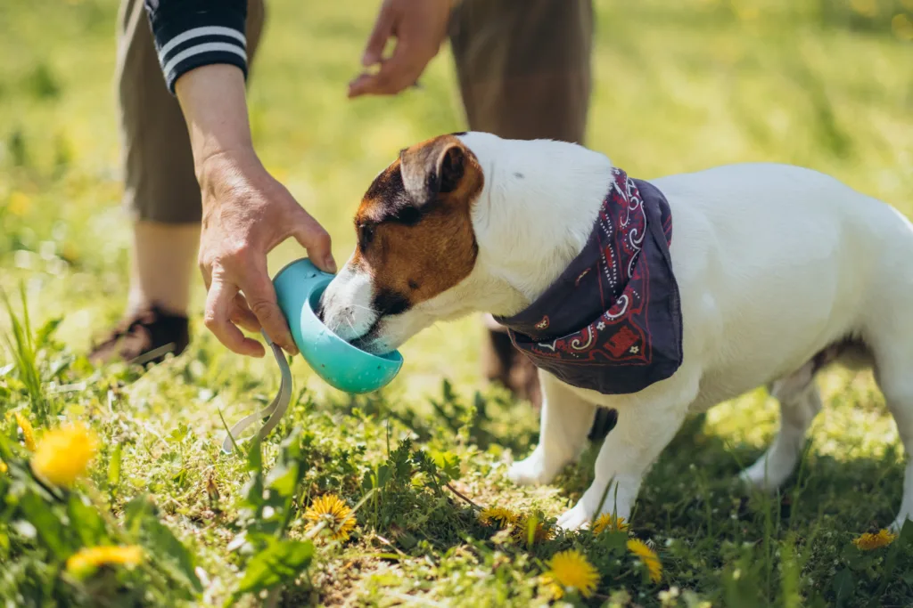 dog drinking water