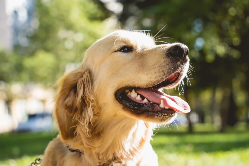 golden retriever dog