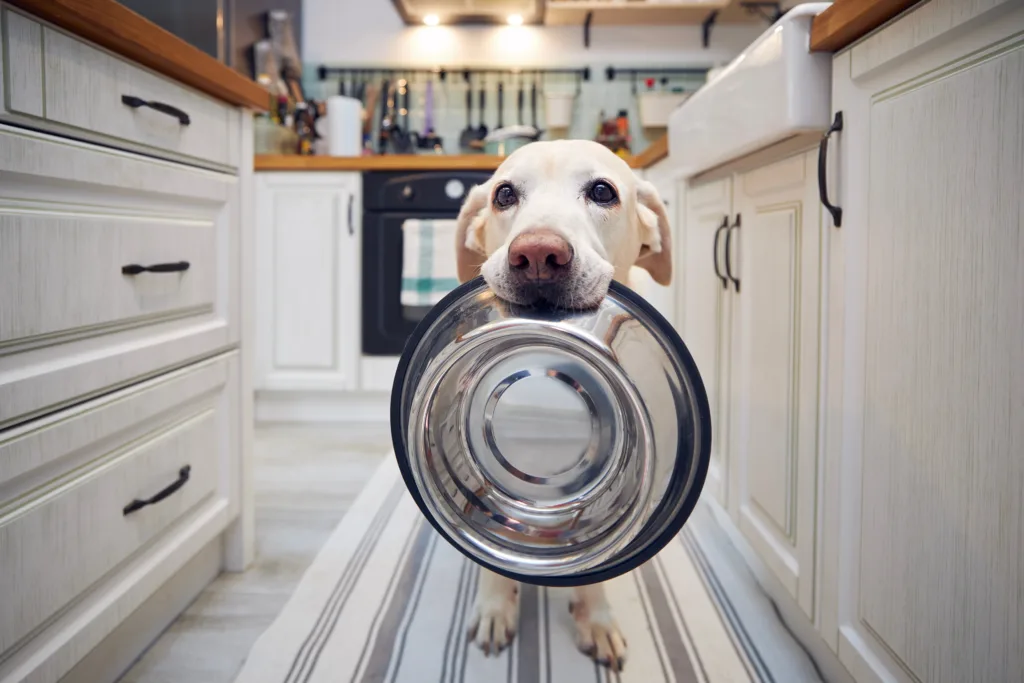 dog holding a food bowl in its mouth