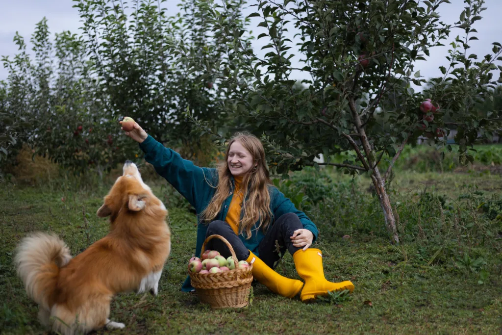 beautiful girl and corgi dog with a basket of apples in the background of the garden