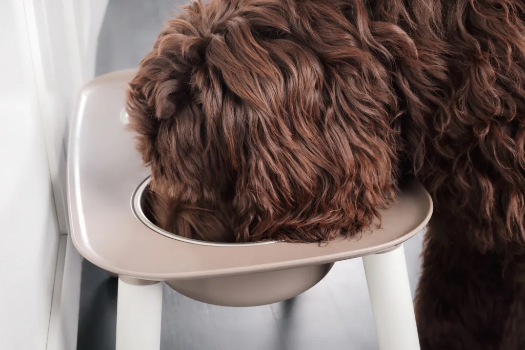 dog eating from elevated dog bowl