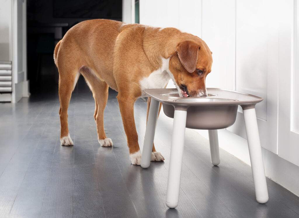 dog eating from an elevated dog bowl