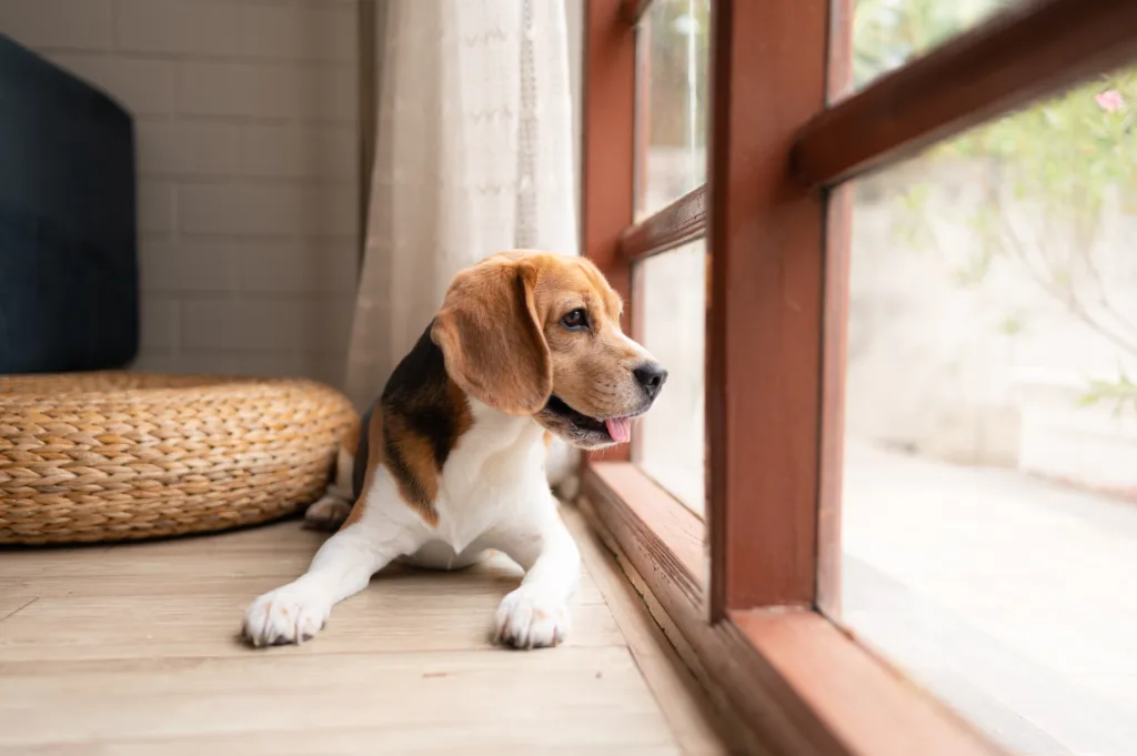 dog by window