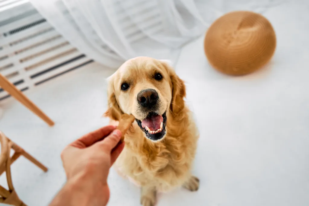 happy dog ready for a treat