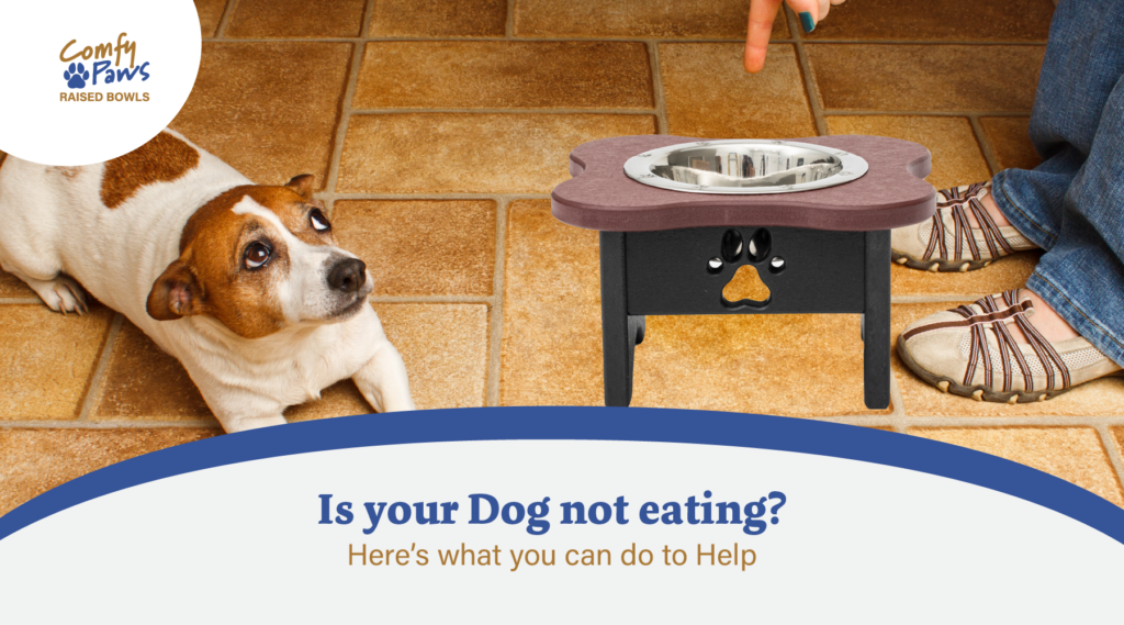 Is Your Dog Not Eating - Here’s What You Can Do to Help