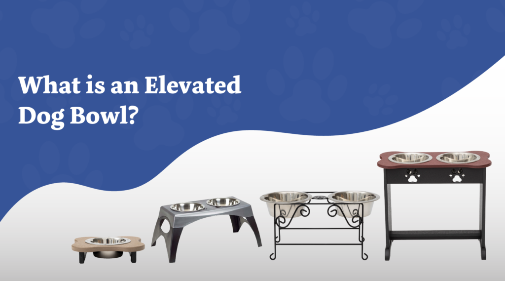 What Is An Elevated Dog Bowl